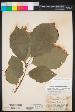 Quercus michauxii image
