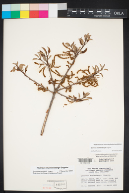 Quercus x macnabiana image