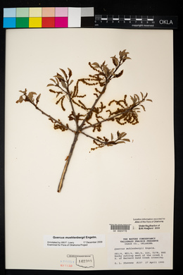 Quercus x macnabiana image