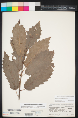 Quercus muehlenbergii image