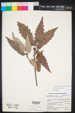 Quercus muehlenbergii image