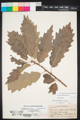 Quercus muehlenbergii image