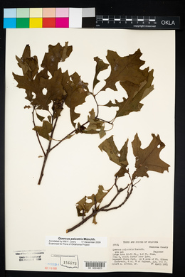 Quercus palustris image