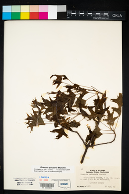 Quercus palustris image