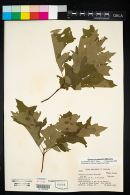Quercus palustris image