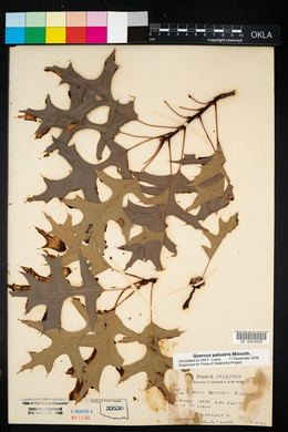 Quercus palustris image