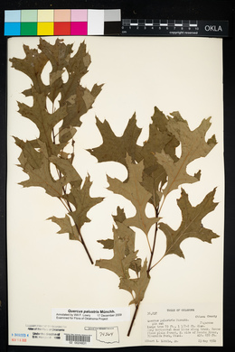 Quercus palustris image