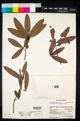 Quercus phellos image