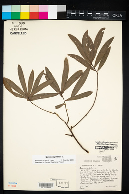 Quercus phellos image