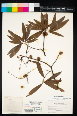 Quercus phellos image