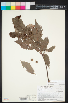 Quercus prinoides image