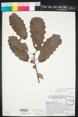 Quercus muehlenbergii image