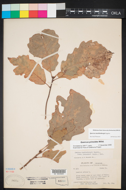 Quercus muehlenbergii image