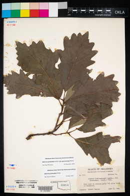 Quercus prinoides x Q. macrocarpa image