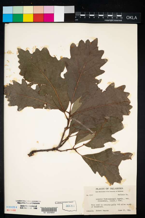 Quercus prinoides x Q. macrocarpa image