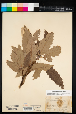 Quercus prinoides image