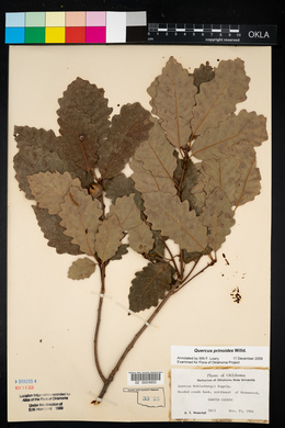 Quercus prinoides image