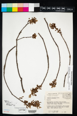 Quercus prinoides image