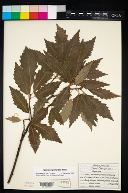 Quercus prinoides image