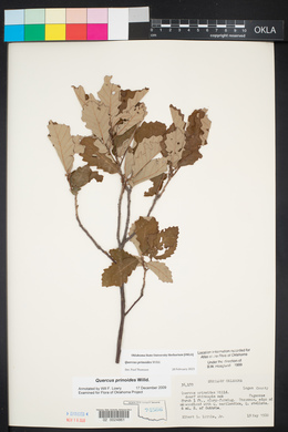 Quercus prinoides image