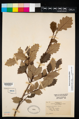 Quercus prinoides image