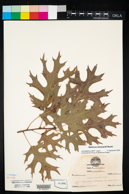 Quercus shumardii image