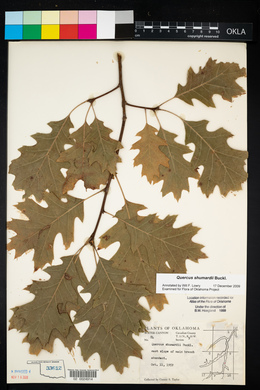 Quercus shumardii image