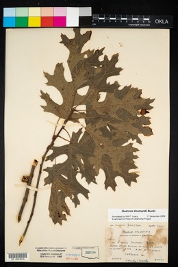 Quercus shumardii image