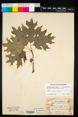 Quercus shumardii image