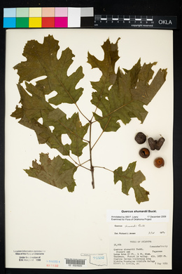 Quercus shumardii image