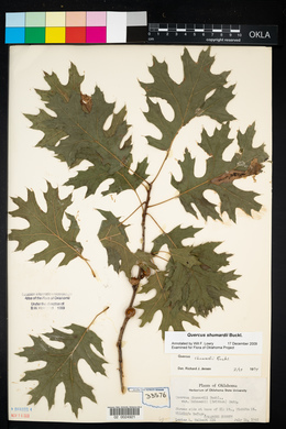 Quercus shumardii image