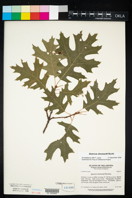 Quercus shumardii image