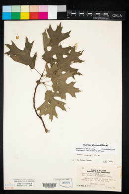 Quercus shumardii image