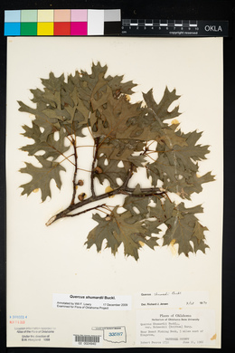 Quercus shumardii image