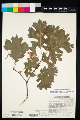 Quercus shumardii image