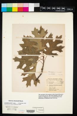 Quercus shumardii image