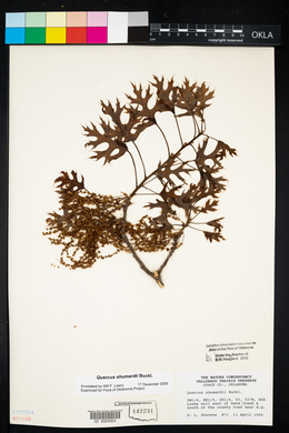 Quercus shumardii image