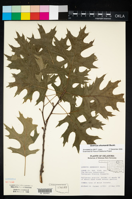 Quercus shumardii image