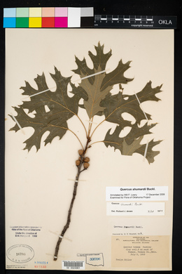 Quercus shumardii image