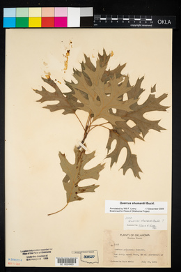 Quercus shumardii image