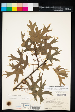 Quercus shumardii image