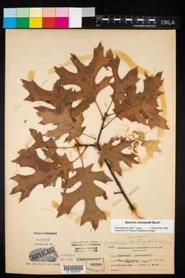 Quercus shumardii image
