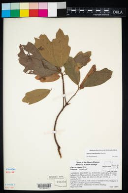 Quercus sinuata image