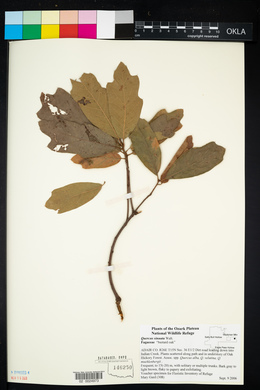 Quercus sinuata image