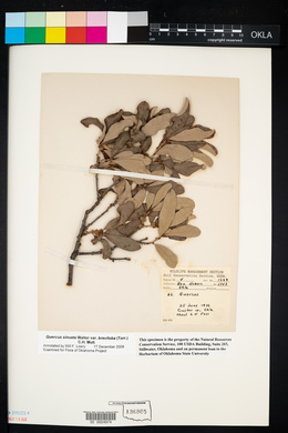 Quercus sinuata var. breviloba image