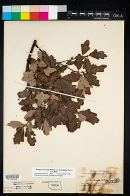 Quercus sinuata image