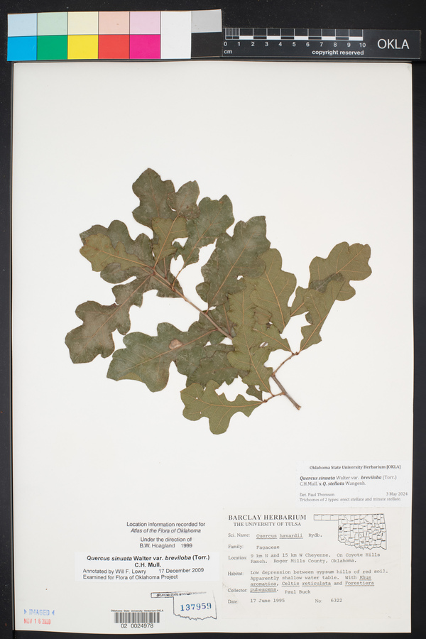 Quercus sinuata var. breviloba image