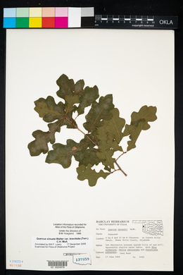 Quercus sinuata var. breviloba image