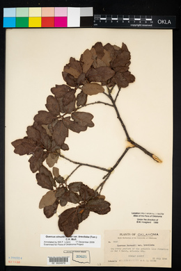 Quercus sinuata image