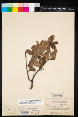 Quercus sinuata var. breviloba image